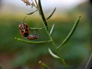 A stunning close-up macro capturing the beauty of two brightly colored harlequin bugs (Murgantia histrionica) with their black and orange spotted patterns