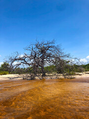 Árvore no Rio Alegre - Santo Amaro/MA - Brasil