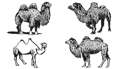 Graphical set of camels on white background,vector illustration.	