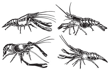 Graphical set of shrimps isolated on white background,vector illustration. Seafood	