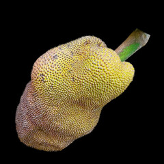 Jack fruit isolated on black background.