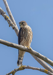 Merlin falcon (Falco columbarius)  in a dead tree with blue sky background in Cambridge Ontario