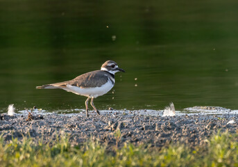 Closeup Killdeer plover walking on muddy shore near Columbia Lake in Ontario in autumn 