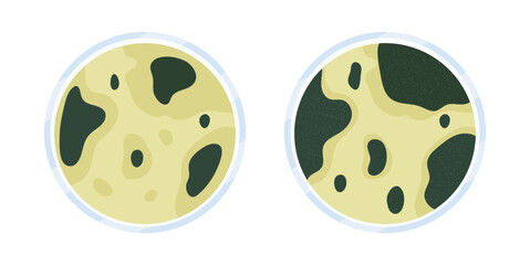 Glass Petri dish with culture. Top view on  cell-culture dish. Cell culture illustration