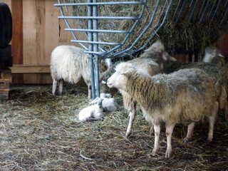 Adult long-haired sheep stand on hay on a farm near a feeding trough. Farm animals in everyday life