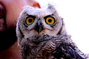 Obraz premium great horned owl