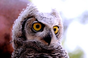 great horned owl