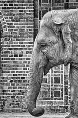 elefant, elfenbein, tier, R&uuml;ssel, s&auml;ugetier, tierpark, wild lebende tiere, wild, safari, gross, afrika, asien, natur, isoliert, grau, schwarz-weiss, wei&szlig;, Schwarz, ohr, Sto&szlig;zahn, Sto&szlig;z&auml;hne, Zoo Leipzi