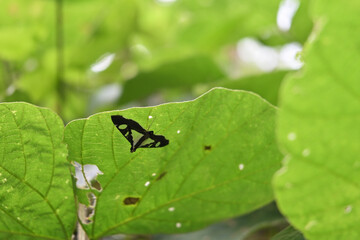 View of a Glyphodes genus triangular moth is perched on a leaf's underside