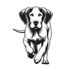 Pointer Dog Silhouettes, Pointer dog logo English pointer silhouettes, Standing Pose Vector Silhouettes, Outlines clipart mascot of Pointer Dog