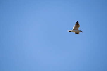birds flying in the sky