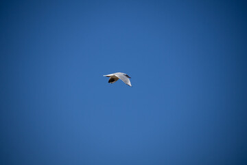 paragliding in the blue sky