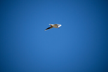 seagull in flight