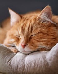 Orange cat sleeping in comfortable soft bed