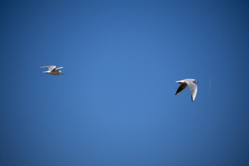 Fototapeta premium seagulls in flight