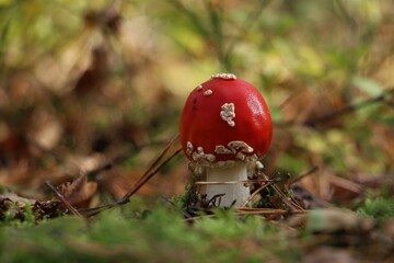 mushroom in the forest