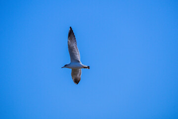seagull in flight