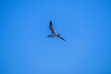 seagull in flight