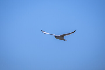 seagull in flight