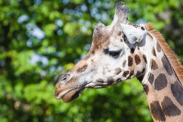 Giraffa camelopardalis rothschildi aka Rothschild's Giraffe. Funny close-up head portrait.