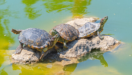 Fototapeta premium turtles basking and swimming in the sun