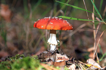 Fall mushroom time. An autumn mushroom season and picking. Poisonous mushrooms. Fly-agarics (Amanita) macro, close-up. Fabulous (Fairy) world of wildlife. Large mushrooms in a deep and dense forest