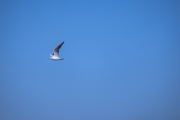 seagull in flight