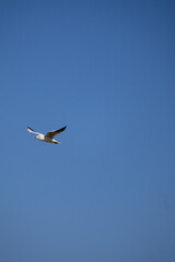 seagull in flight