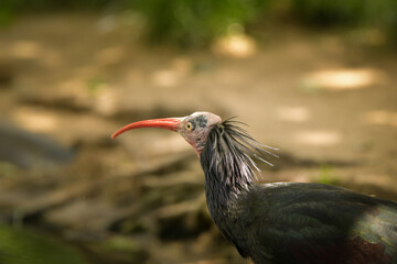 Bird is standing on the branch in zoo. Summer day in zoo.	
