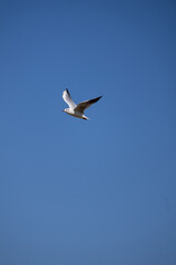 seagull in flight