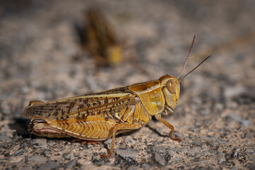 Ochre-colored grasshopper in large side view.