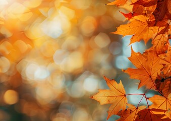 Fototapeta premium Orange Maple Leaves Autumn Background