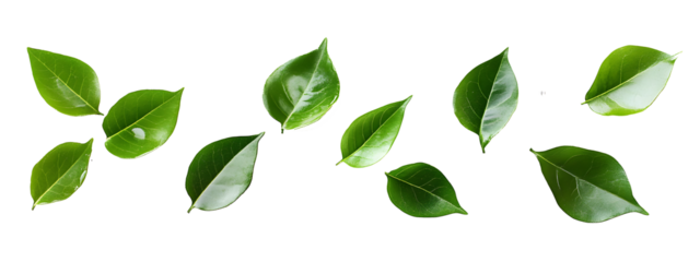  Lemon Leaf isolated on white background