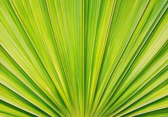 Obraz premium Symmetrical Palm Leaf Texture Close-Up