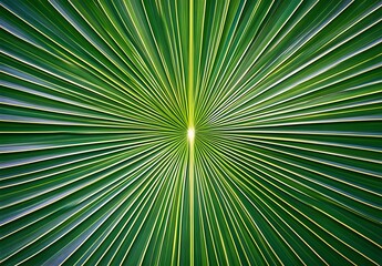 Obraz premium Symmetrical Palm Leaf Texture With Sunlight
