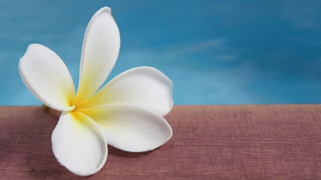 pure white frangipani flower on poolside patio with ripple in swimming pool, relaxing in zen massage spa resort