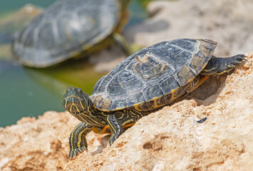 red-eared turtle basking in the sun