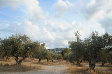 Fototapeta premium Close up shot of old olive trees near Latrun monastery. Israel.