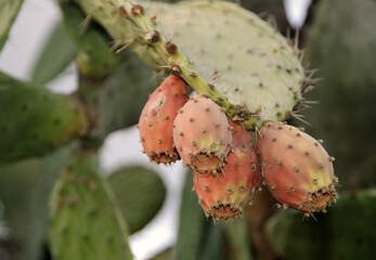 Green cactus with ripe fruit.