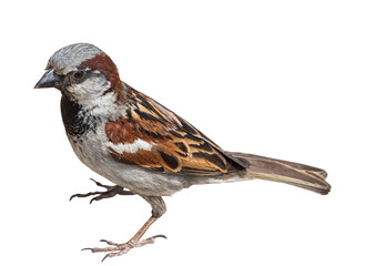 One little sparrow isolated on a white