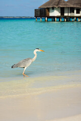 A white breasted grey heron at the beach with stilt houses in the background
