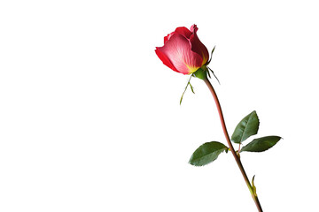 Fototapeta premium Single Red Rose Bud with Long Stem and Green Leaves Isolated on White Background, Perfect for Romantic and Floral Themes