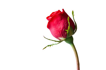 Fototapeta premium Single Red Rose Bud with Long Stem and Green Leaves Isolated on White Background, Perfect for Romantic and Floral Themes