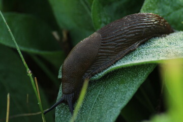 A close-up of a black slug crawling through green grass and leaves in a natural outdoor setting, highlighting its textured body and the surrounding foliage. spring. macro
