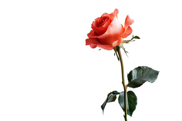 Single Red Rose Bud with Long Stem and Green Leaves Isolated on White Background, Perfect for Romantic and Floral Themes