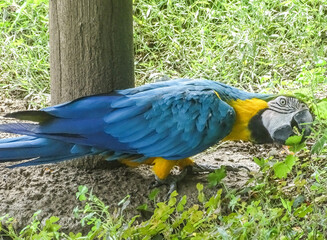 Ara parrot at the zoo. Blue-and-yellow macaw © Herman Vlad