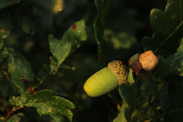 Green acorns on the oak tree. The fruits of acorns. Closeup of acorns fruit in an oak tree on a...