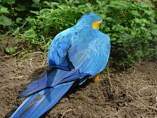 Ara parrot at the zoo. Blue-and-yellow macaw