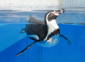 Humboldt penguin in the water in summer