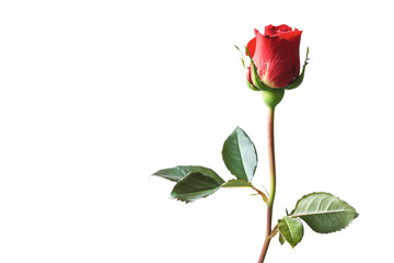 Single Red Rose Bud with Long Stem and Green Leaves Isolated on White Background, Perfect for Romantic and Floral Themes